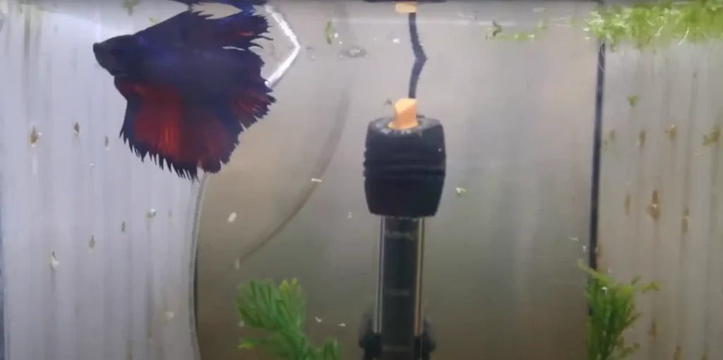 Best Betta Fish Tank