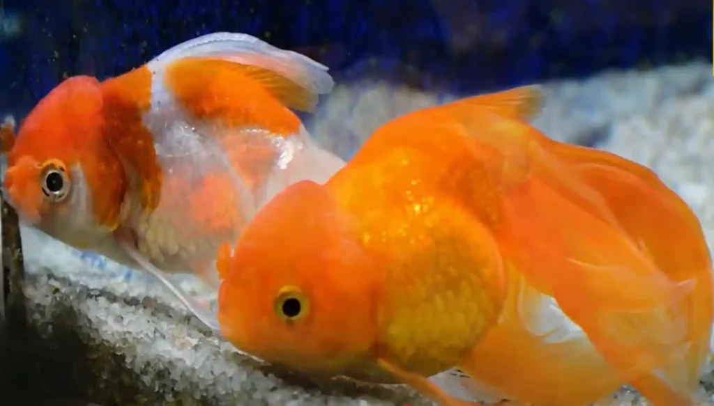 How to clean a fish tank without removing the fish