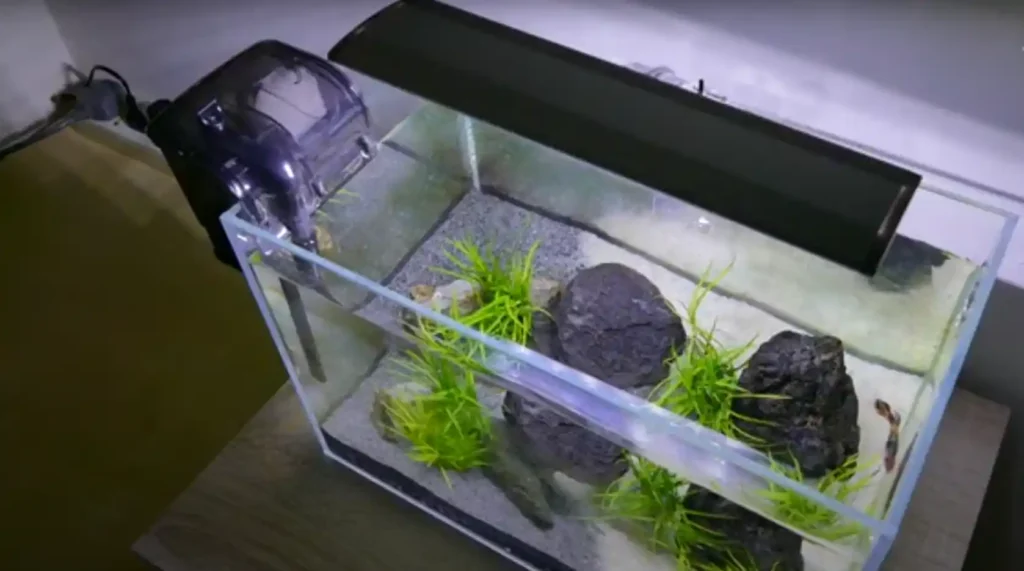 How to clean a betta fish tank