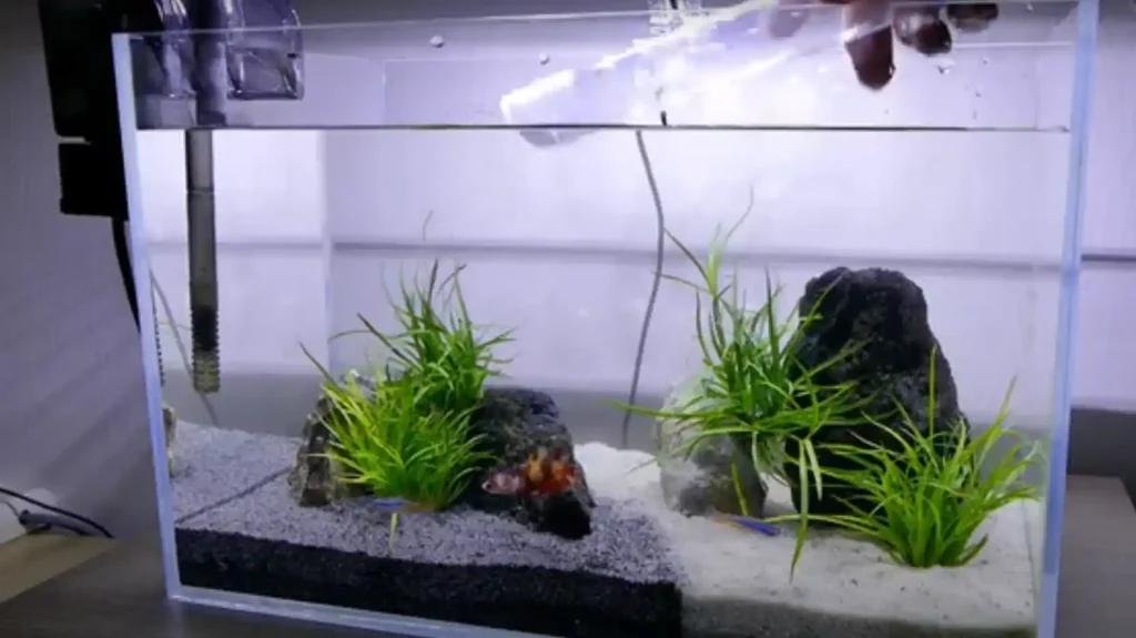 How to clean a betta fish tank