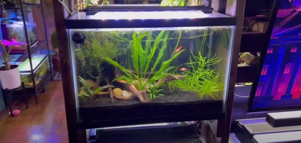 How to clean a fish tank without removing the fish