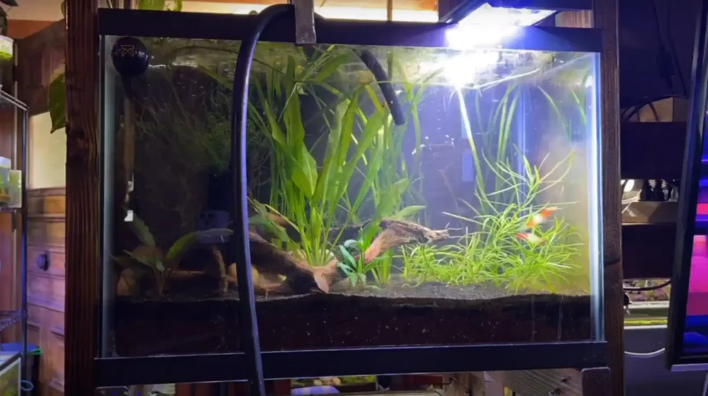 How to clean a fish tank without removing the fish