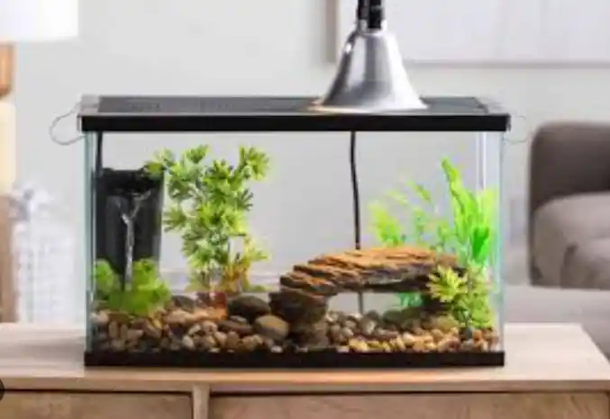 How to clean algae from fish tank rocks