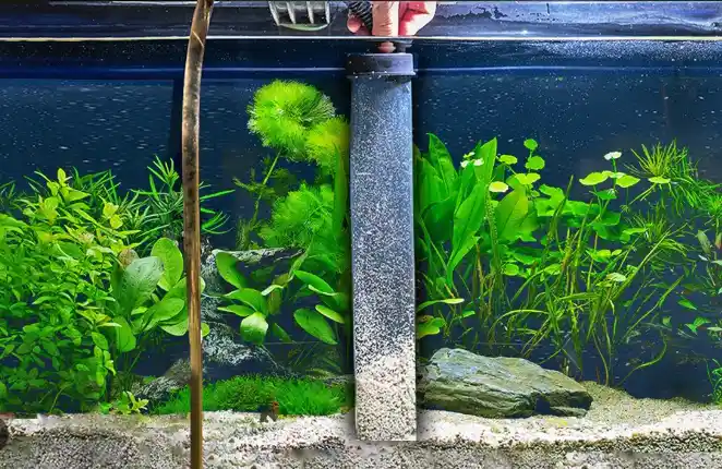 How to clean fish tank gravel