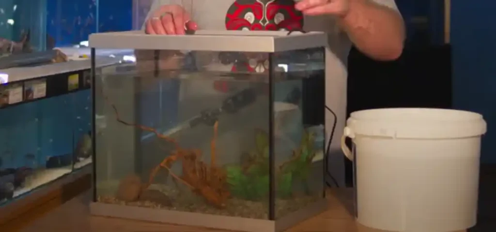 How to do a water change and clean your aquarium