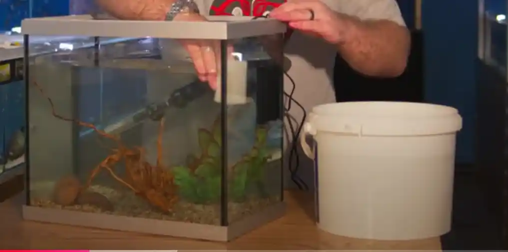 How to do a water change and clean your aquarium