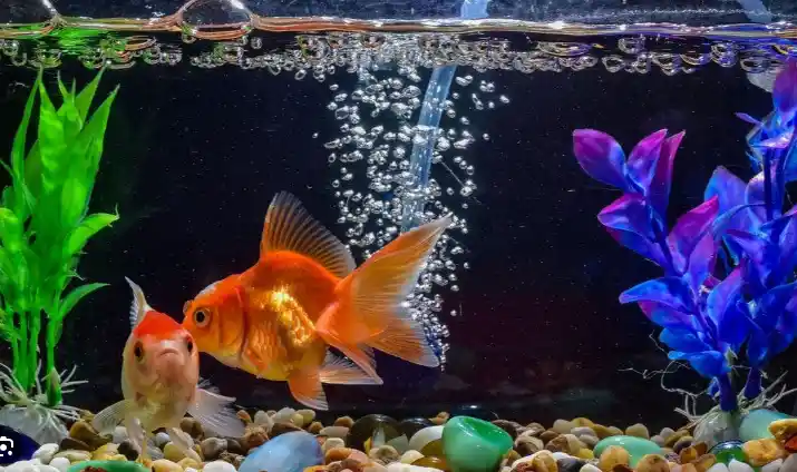 How to get rid of bubbles on top of fish tank