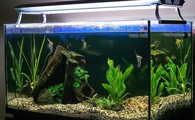 How to lower alkalinity in fish tank