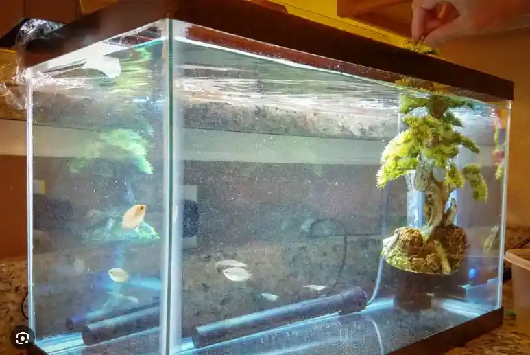 How to quarantine fish without a tank