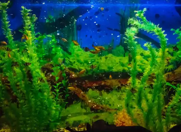 How to raise pH in aquarium