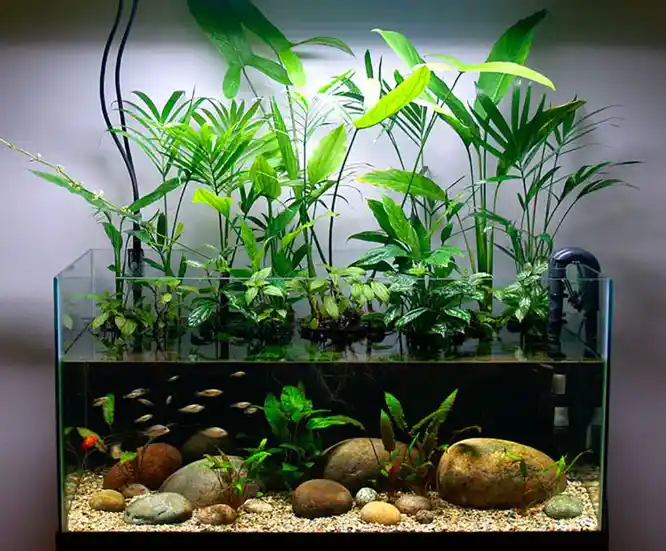 Is Fish Tank Water Good for Tomato Plants