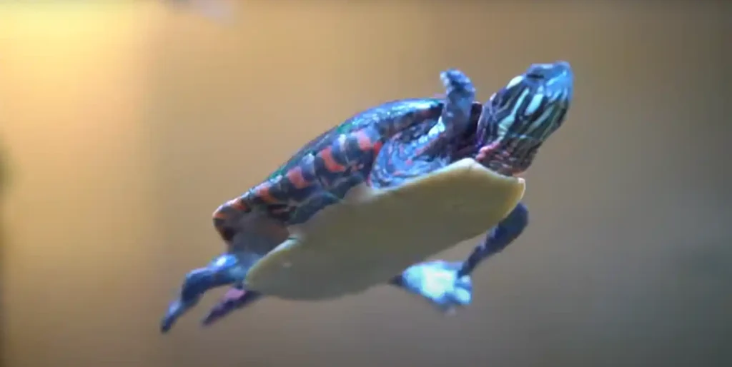 What fish can live with turtles in a tank