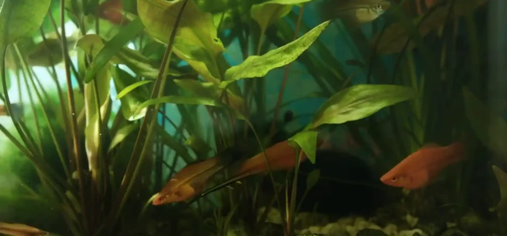 What plants do betta fish like in their tank