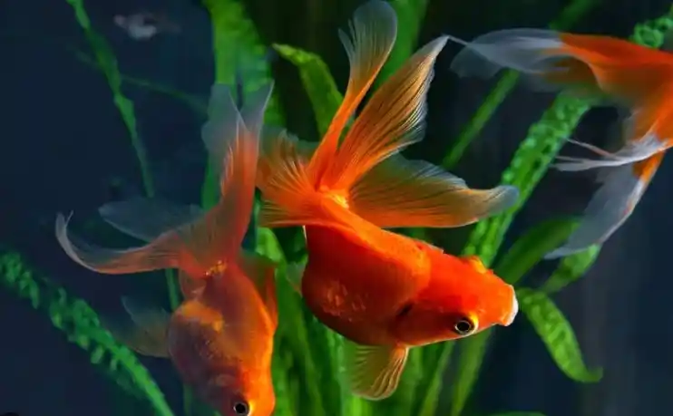 What temperature should a fish tank be for goldfish