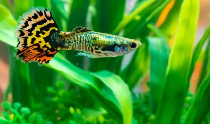 What temperature should a fish tank be for guppies