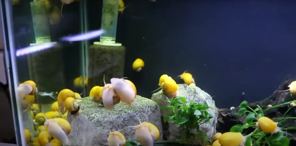 What Type of Filter is Best for a Fish Tank?