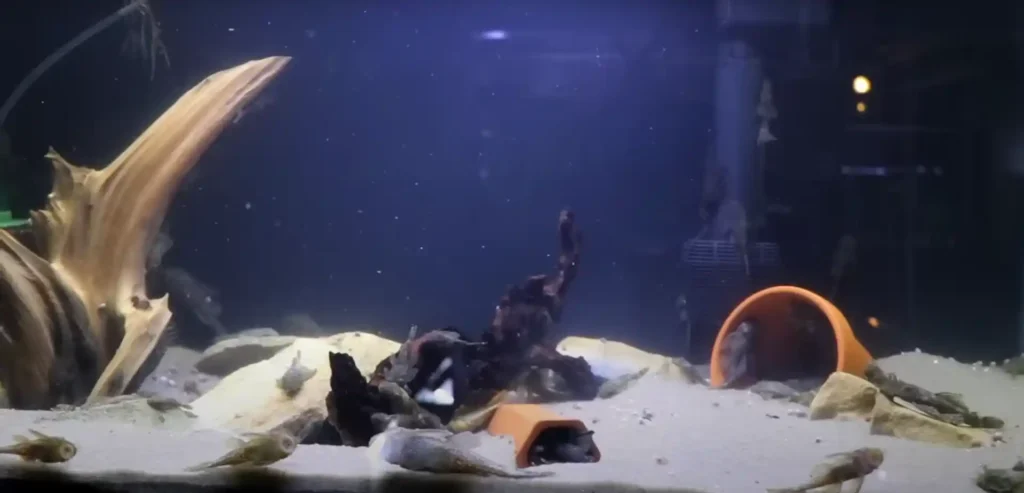 What Type of Filter is Best for a Fish Tank?
