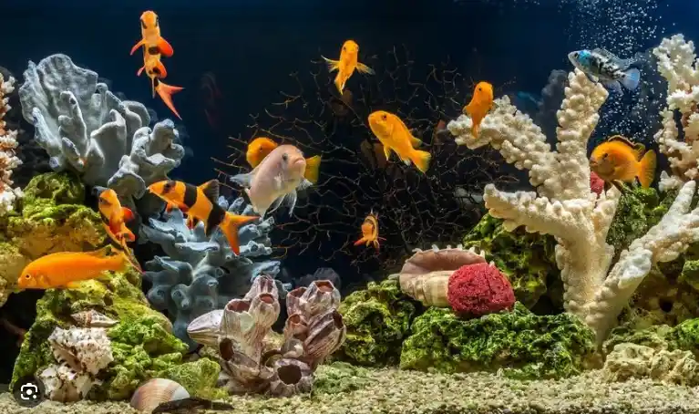 Which water is best for fish tank