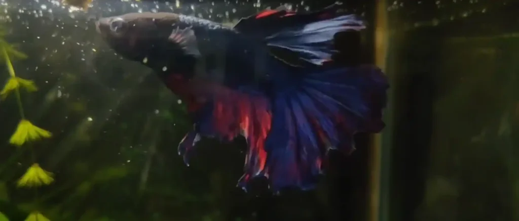 Why Does My Betta Fish Stay at the Top of the Tank?